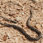 Rhombic Skaapsteker (Psammophylax rhombeatus)